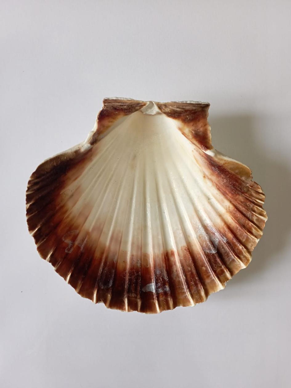 Sea Smudge Shell Fan